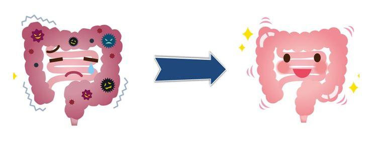 Das Immunsystem im Darm stärken