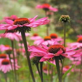 Echinacea für das immunsystem
